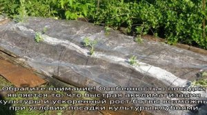 Картофель Нандина