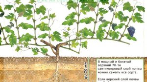 3. Время и место посадки винограда