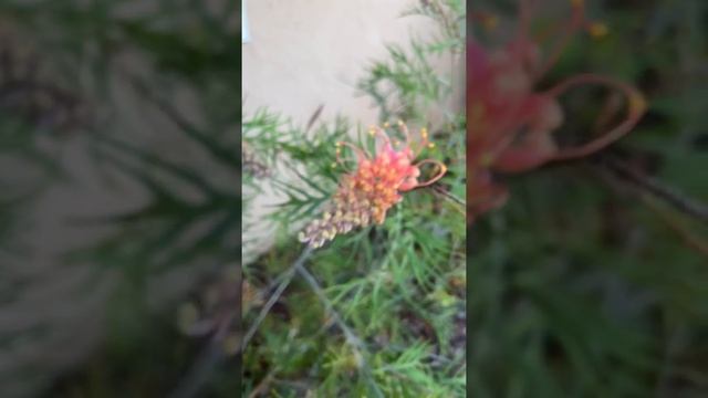 Grevillea ’Superb’ in bloom. Grevillea are one of the most underrated plants to grow in California.