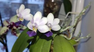 Phal. Su's Glad Kids 'Blue'. Дрмашнее цветение. Орхидея