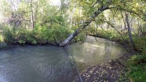 Ловля - Рыбалка на Хариуса ОСЕНЬ 2018 .(6км по Реке и по кану ХАРИУСА).
