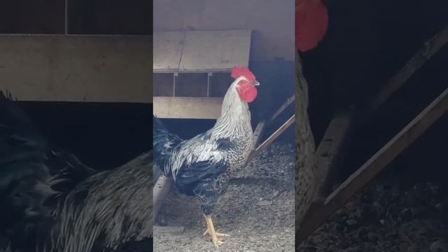Юрловский голосистый петух очаровашка