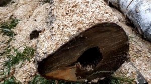 КОЛКА БЕРЁЗОВЫХ ДРОВ. ЗАГОТОВКА БЕРЕЗОВЫХ ДРОВ-КРУГЛЯКА (27.10-31.10.2020)