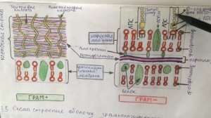 Строение клеточной стенки бактерий