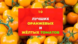 10 самых урожайных желтых и оранжевых томатов