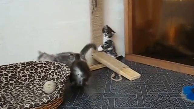 Котята мейн-куны и когтеточка (24coon.ru)