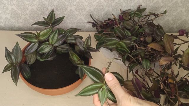 ТРАДЕСКАНЦИЯ. Омоложение традесканции, черенкование, укоренение, размножение