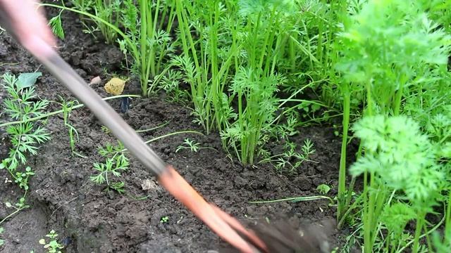 Первые посевы и первые ошибки, которые трудно исправить смотреть онлайн