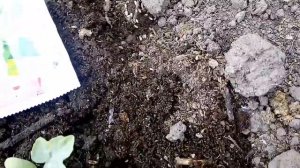 Завелись в теплице муравьи - поможем, средство Муравьед - проверено