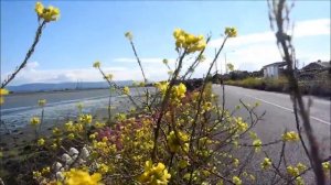 Black mustard and Centranthus ruber dancing in the wind