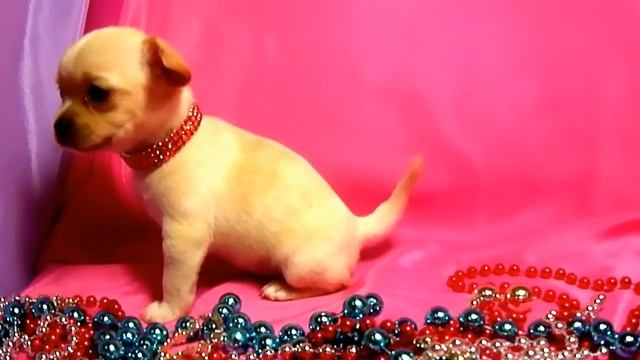 Белые чихуахуа-на продажу: www.chihuahua-moscow.ru смотреть онлайн