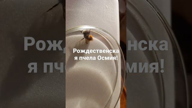 Рождественская пчела Осмия. Почему Пчела Родилась на Рождество Зимой? Энтомология. смотреть онлайн