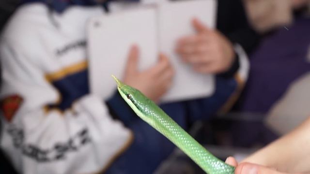 Носатый полоз Буланже. смотреть онлайн