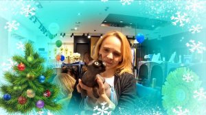 Кадры с Международной Выставки Кошек ФелиСити - СПб - 21-22 декабря 2019 Канадский сфинкс