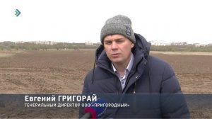 В совхозе «Пригородный» сажают капусту