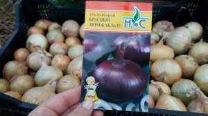 Вырастить лук репчатый из семян проще простого.