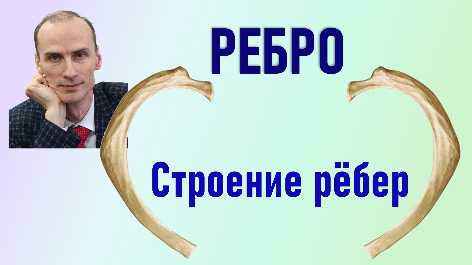 Ребро. Строение рёбер