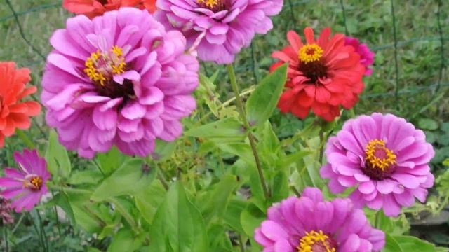 Цветы, циния смотреть онлайн