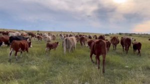 ПЕРЕГОН КОРОВ НА НОВЫЕ ВЫПАСА. ФЕРМА ЗОЛОТОЙ БЫЧОК