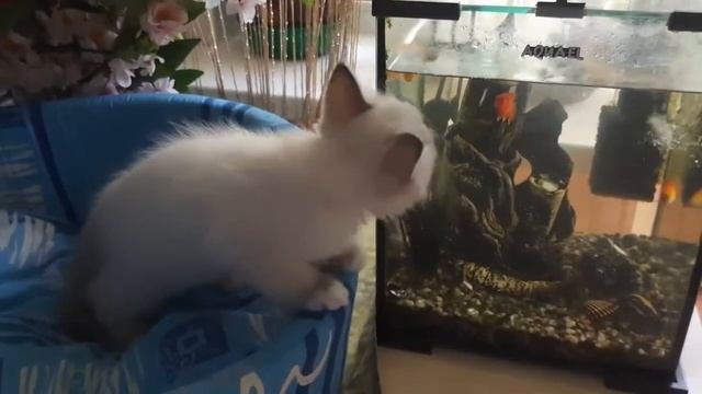 Котик Барин Магия Бирмы порода Священная Бирма окрас блю-пойнт смотреть онлайн