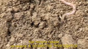 Как полоть грядки правильно ?