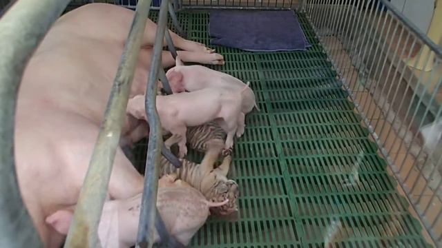 Кормление тигрят смотреть онлайн