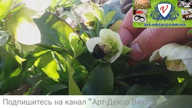 Полёт шмеля над морозником! Сегодня в Одессе. Цветы морозника. Красиво. Пчеловодство. Пчела. Огород смотреть онлайн