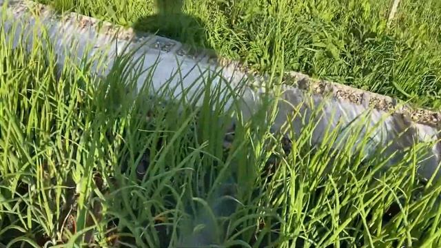 15.06.23. Модернизировали/укрепили леса и подняли на ярус выше по восточной стороне. Поливаю… смотреть онлайн