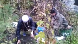 Посадка саженцев брусники и черники