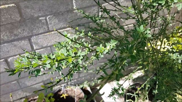 My Genista first flower two year old plant from seed