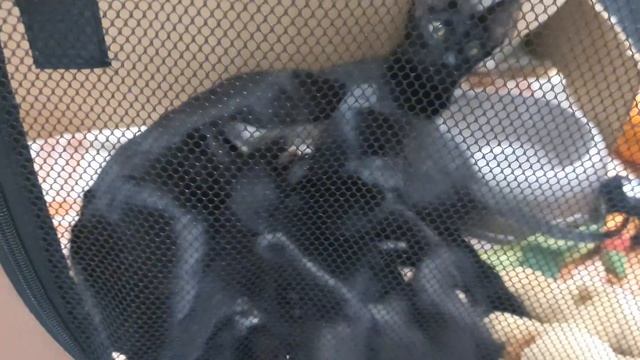 Котята ориентальной кошки Химеры - возраст месяц. Переход на самостоятельное питание. смотреть онлайн