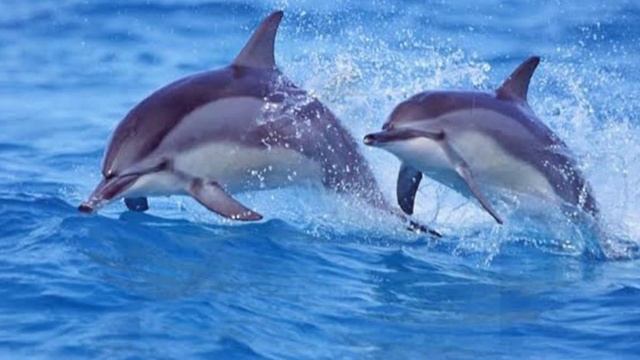 СТИХОТВОРЕНИЕ «Божественные создания» Читает автор Селена Дарбо смотреть онлайн