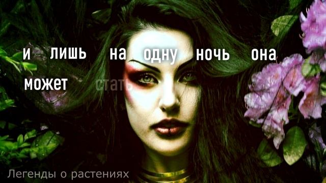 Роза смотреть онлайн