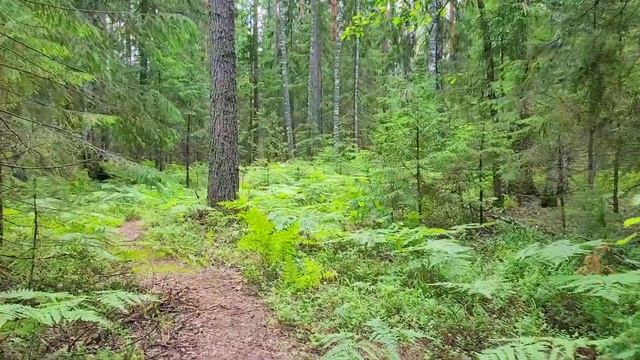 Экскурсионная тропа "Заповедный лес" в Керженском заповеднике Нижегородской области?Россия?? #trave смотреть онлайн
