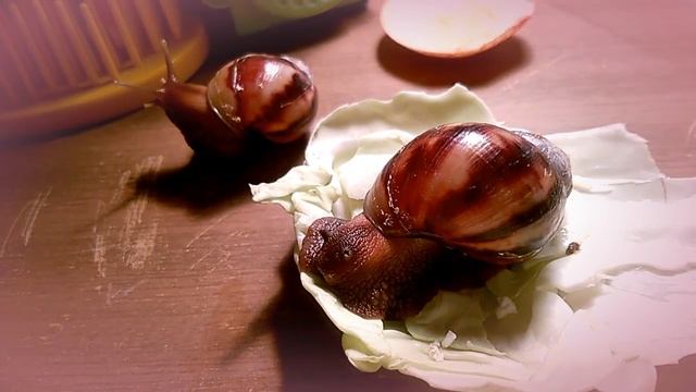 Мои улитки класс! смотреть онлайн