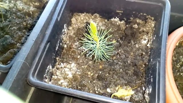 Скорость роста голубой ели смотреть онлайн