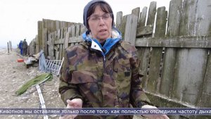 09.08.2022 105 морских котиков освободили от пластиковых ошейников на Сахалине