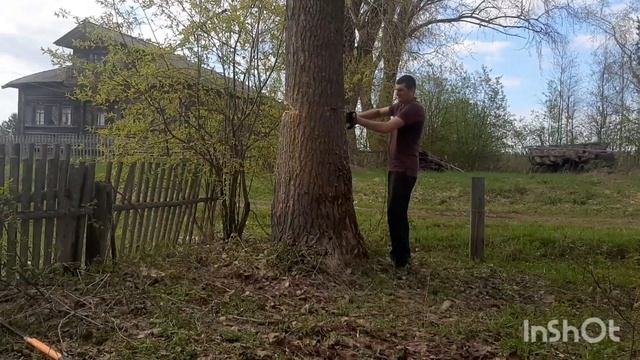 Как завалить большой тополь, если вокруг постройки?! смотреть онлайн