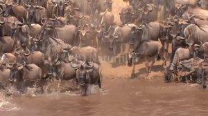 Gnu Crossing am Mara River  -  wildebeest crossing at the Mara-River