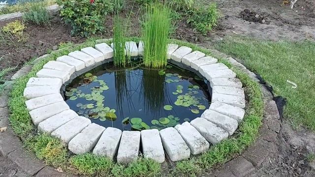 Обрезка седума после цветения. смотреть онлайн