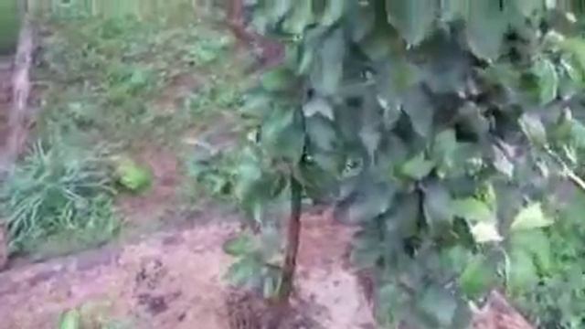 ЭМ-эликсир для дачи и приусадебного участка смотреть онлайн