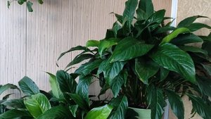 Женское счастье ( спатифиллум), своевременный полив