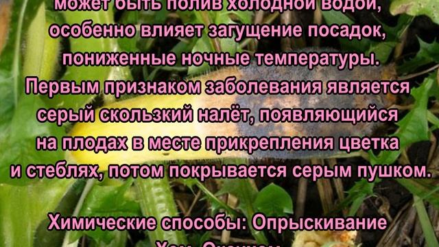 Основные болезни огурцов и их лечение! Семь основных болезней огурцов! Химические и биологические.