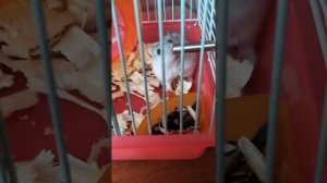 Как. Мой  хомяк пёт и точит зубы