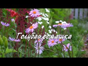 Голубая ромашка.  Дачные картинки.