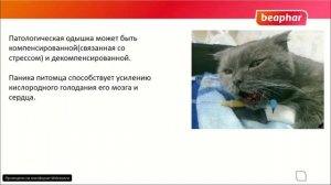 Одышка у собак и кошек