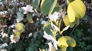 Bauhinia.Баухиния - орхидейное дерево.#lifeisrael