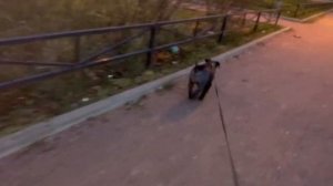 ЦВЕРГШНАУЦЕР