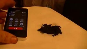 Воздействие телефона на магнитную руду