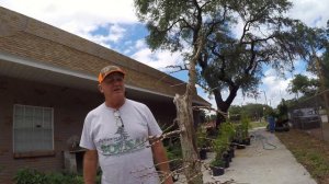 Bonsai Nursery Tour with Artisans Bonsai, Tampa 2017